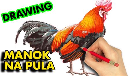 HOW TO DRAW MANOK NA PULA .